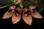 Bulbophyllum bootanoides (frostii)