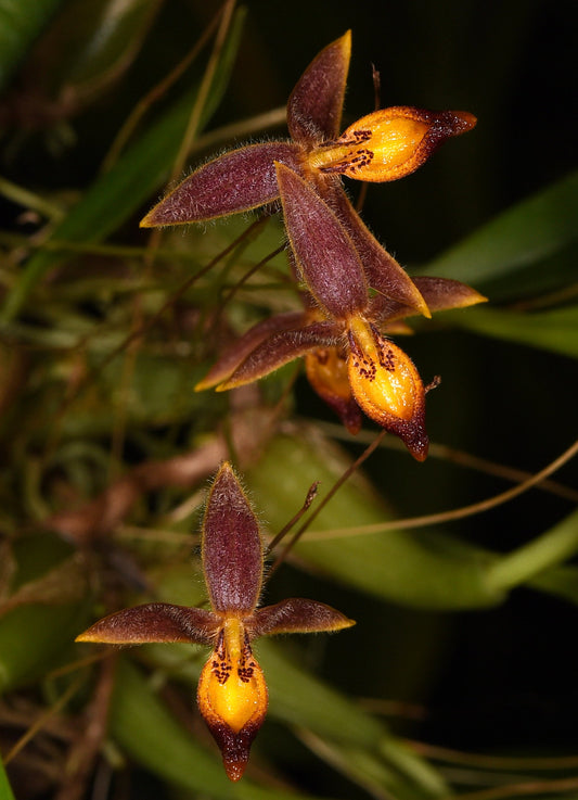 Bulbophyllum geniculiferum