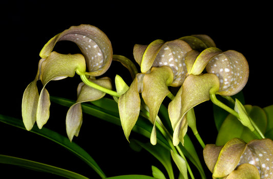 Bulbophyllum grandiflorum