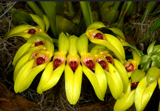 Bulbophyllum graveolens