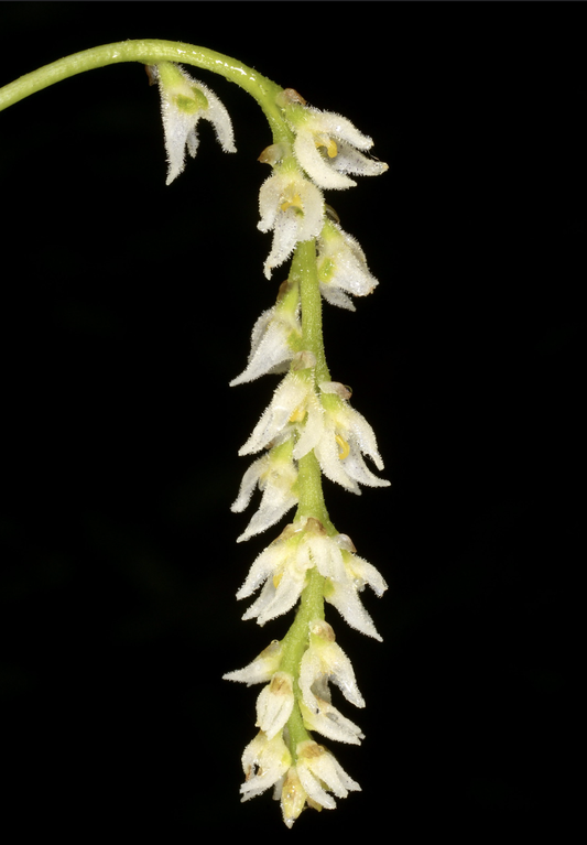 Bulbophyllum hirtum