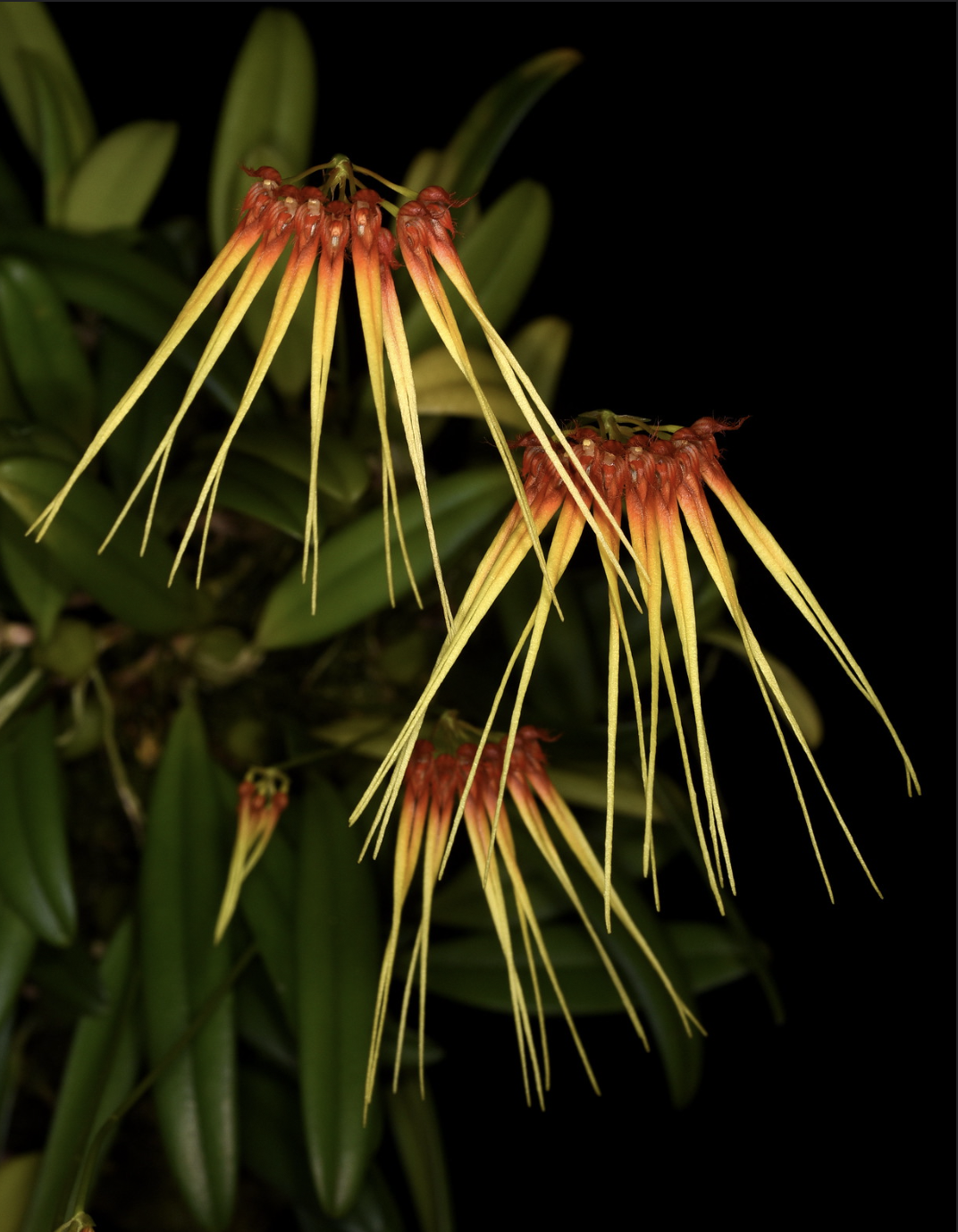 Bulbophyllum hirundinis