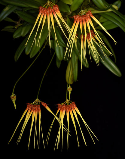 Bulbophyllum hirundinis