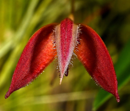 Bulbophyllum japrii