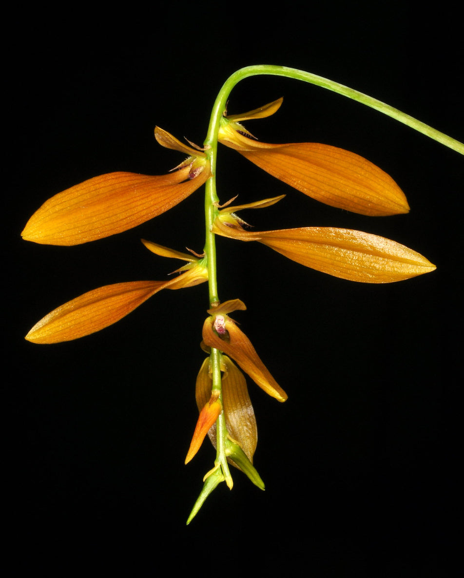 Bulbophyllum kanburiense