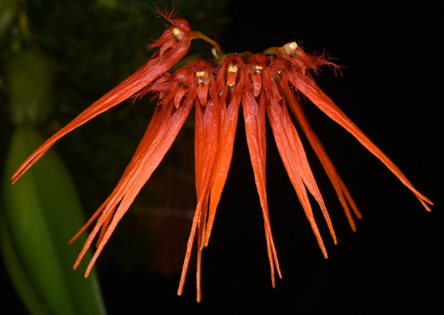 Bulbophyllum karenkoensis