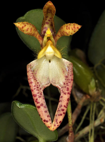 Bulbophyllum lasiochilum