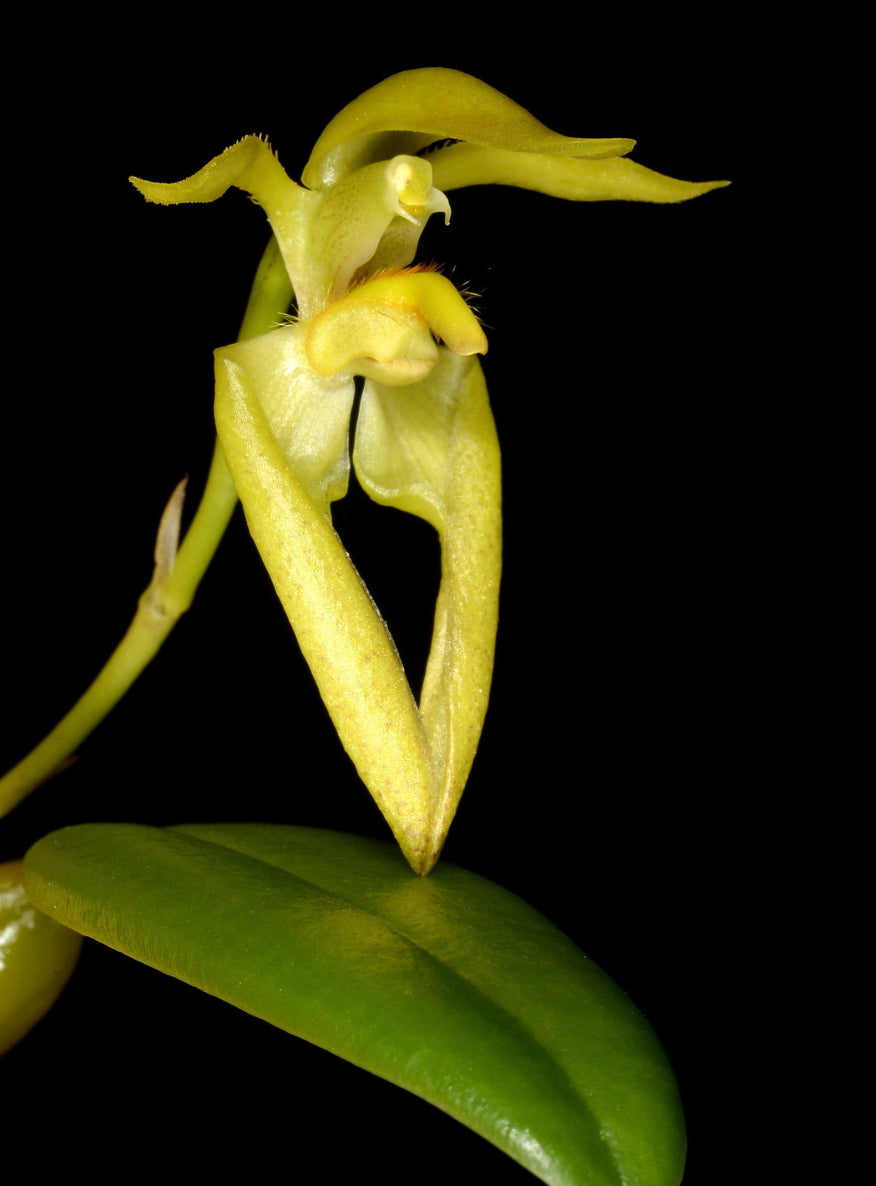 Bulbophyllum lasiochilum