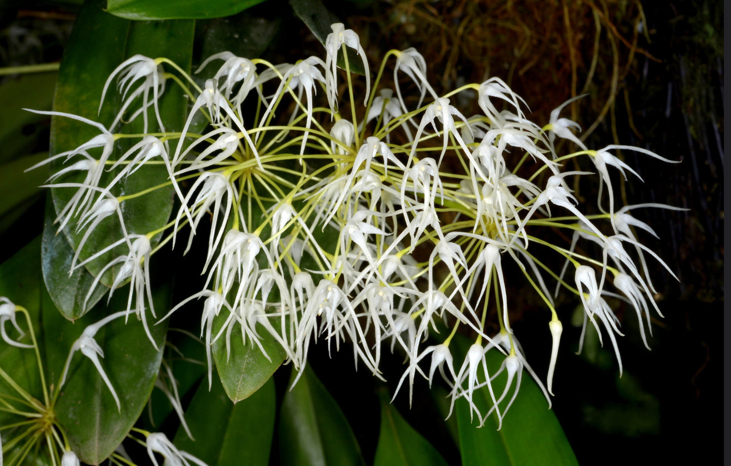 Bulbophyllum laxiflorum