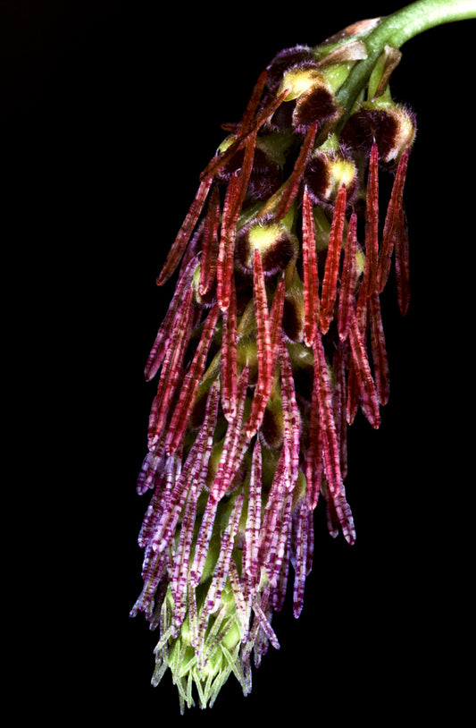 Bulbophyllum lemniscatum