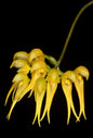 Bulbophyllum levinei (syn. scabratum)