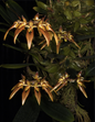 Bulbophyllum longibrachiatum