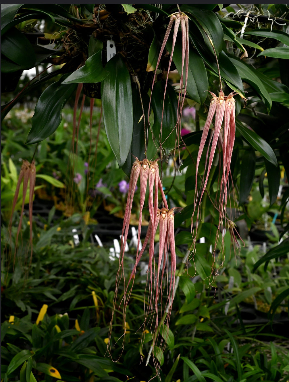 Bulbophyllum longissimum