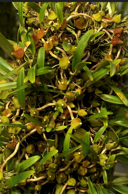 Bulbophyllum lopalanthum