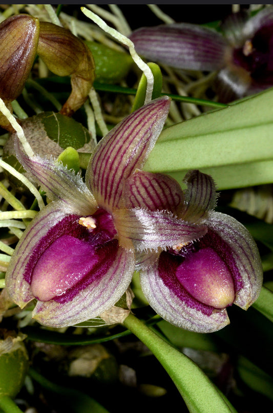 Bulbophyllum lopalanthum