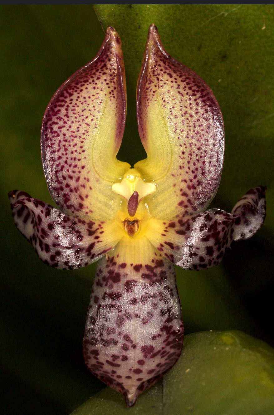 Bulbophyllum macranthum