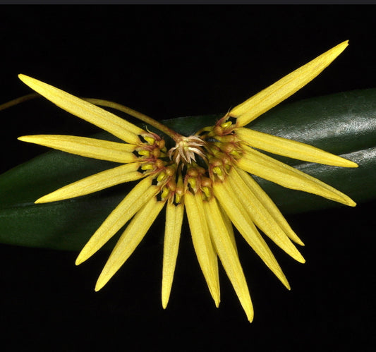 Bulbophyllum makoyanum