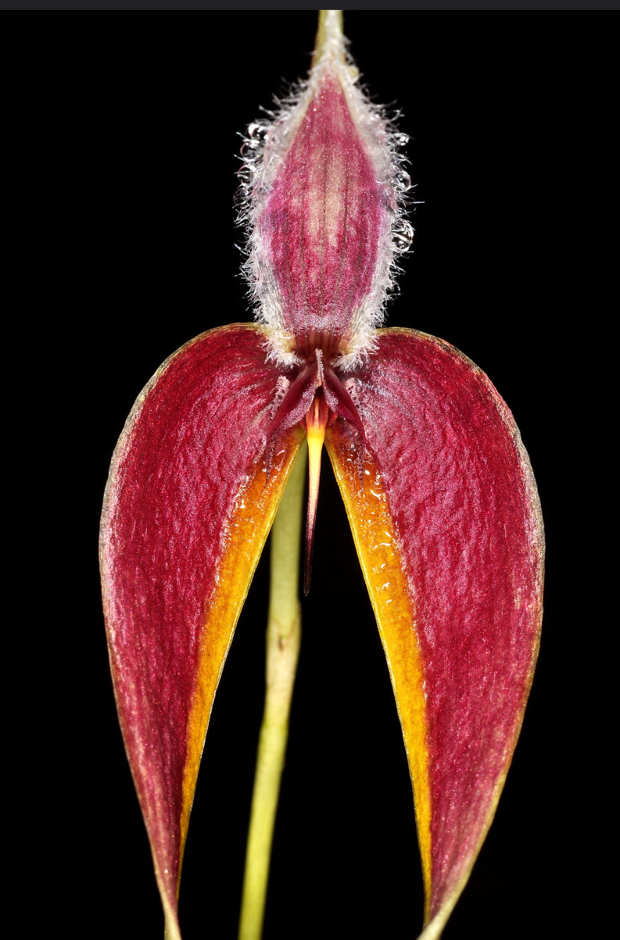 Bulbophyllum maxillare