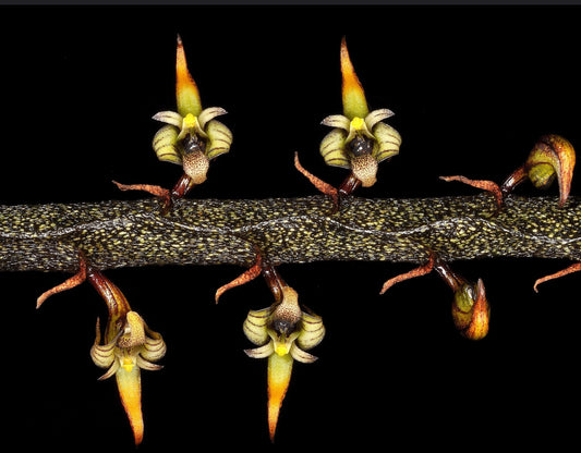 Bulbophyllum maximum