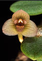 Bulbophyllum meson