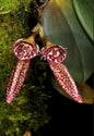 Bulbophyllum mirum