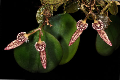 Bulbophyllum mirum