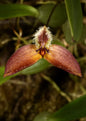 Bulbophyllum nasica