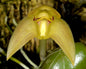 Bulbophyllum nasutum