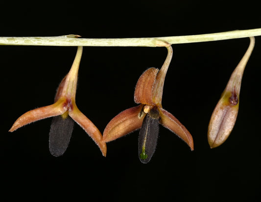 Bulbophyllum nigrescens