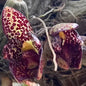 Bulbophyllum obrienianum