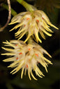 Bulbophyllum odoratissimum