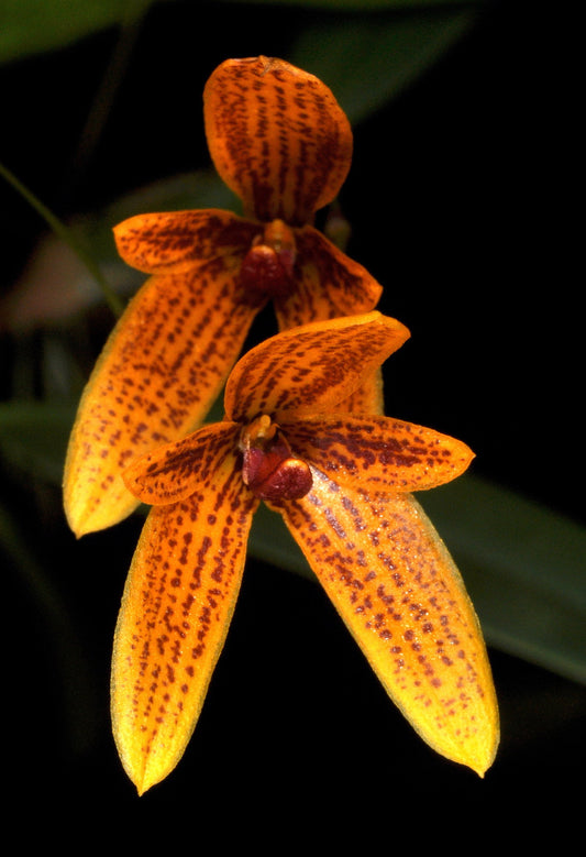 Bulbophyllum pardalotum