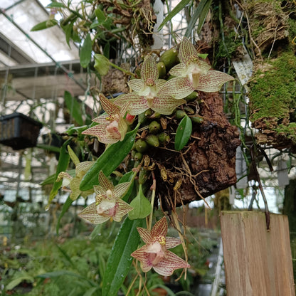 Bulbophyllum pectinatum