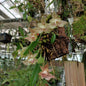 Bulbophyllum pectinatum