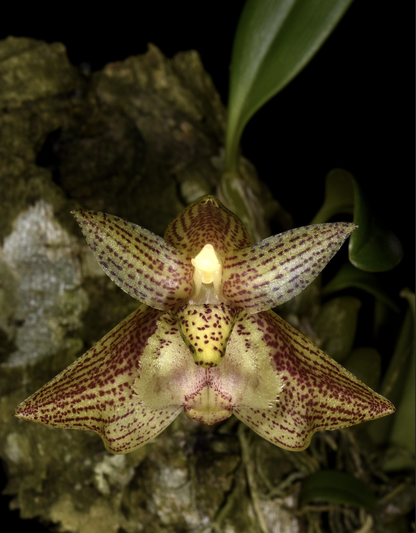 Bulbophyllum pectinatum