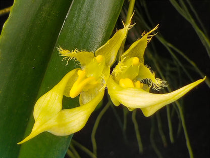 Bulbophyllum pianmaense