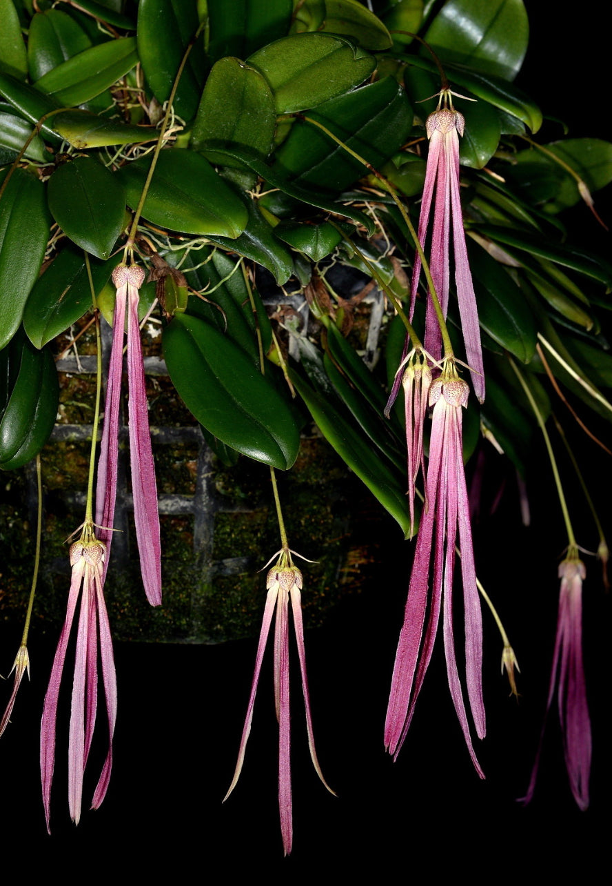 Bulbophyllum plumatum