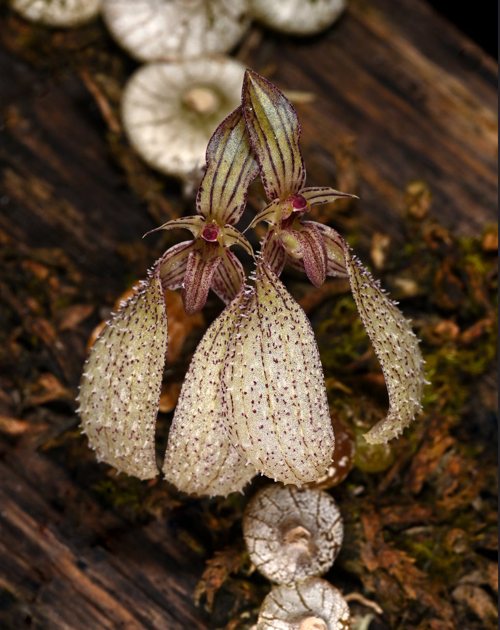 Bulbophyllum polliciulosum