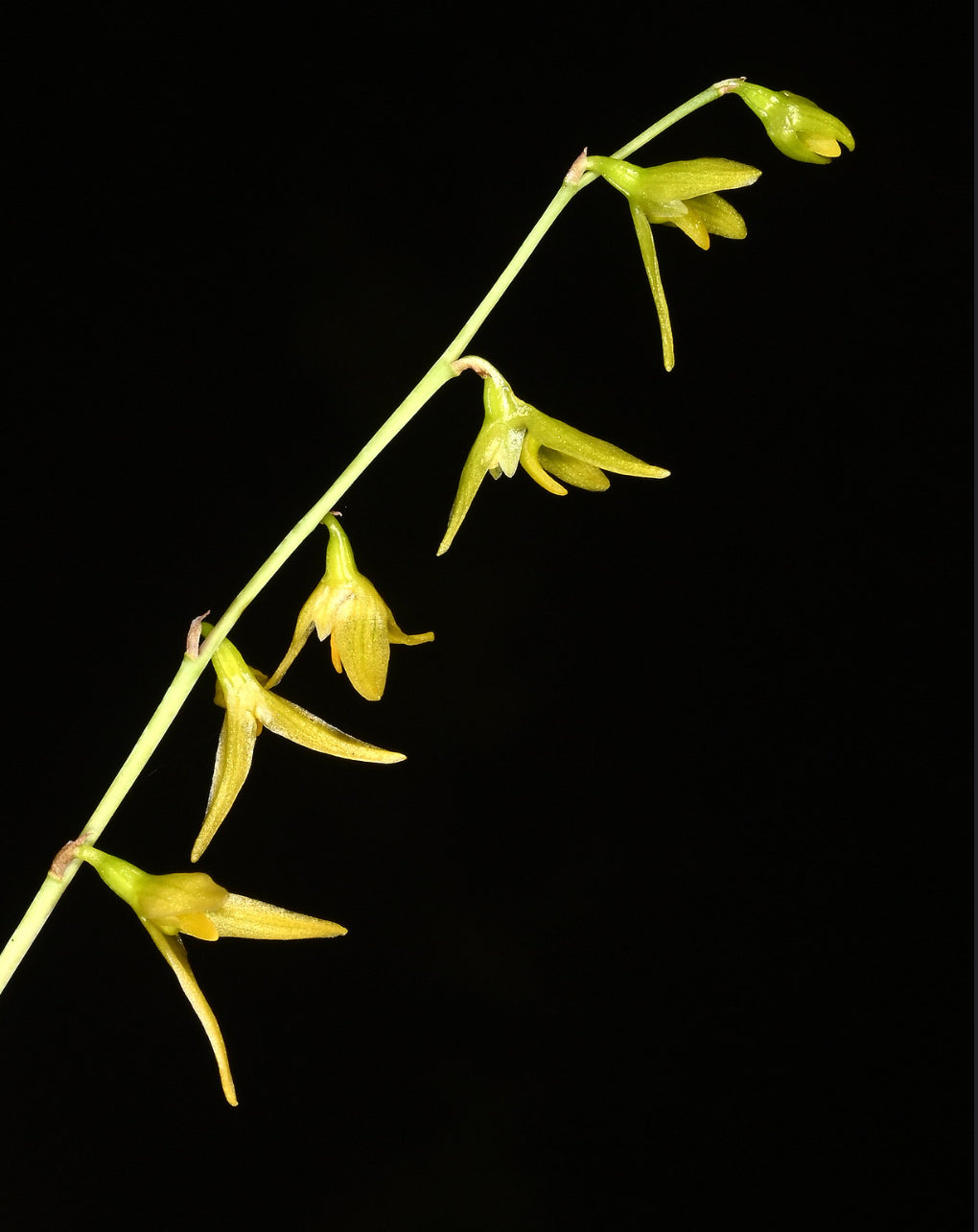 Bulbophyllum polyrrhizum