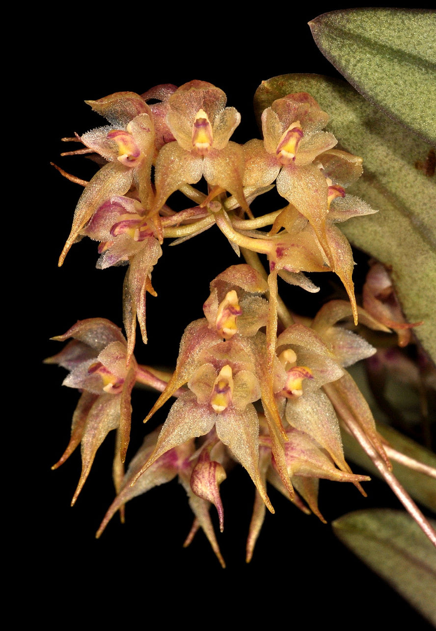 Bulbophyllum psychoon