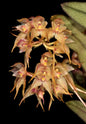 Bulbophyllum psychoon