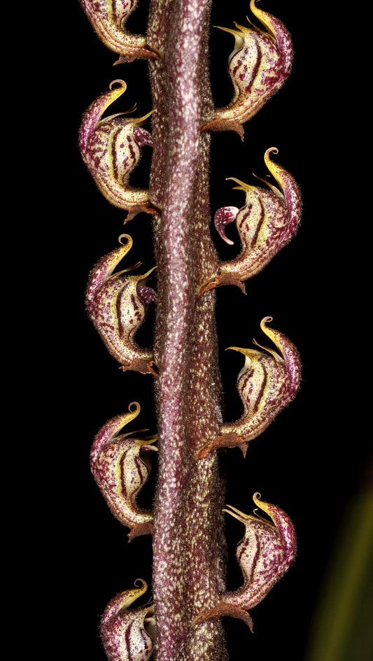 Bulbophyllum purpureorhachis