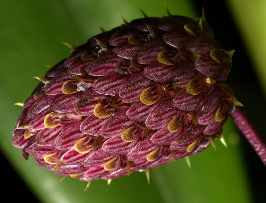 Bulbophyllum repens