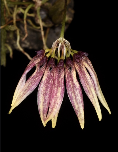 Bulbophyllum retusiusculum