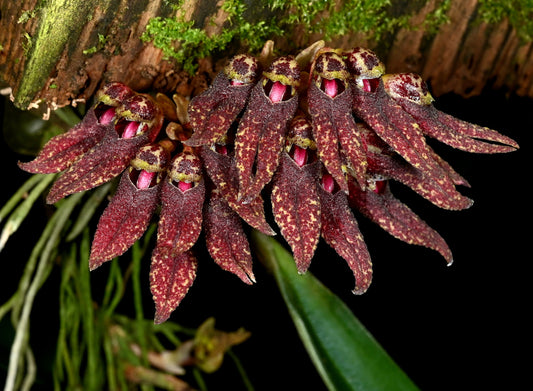 Bulbophyllum retusum