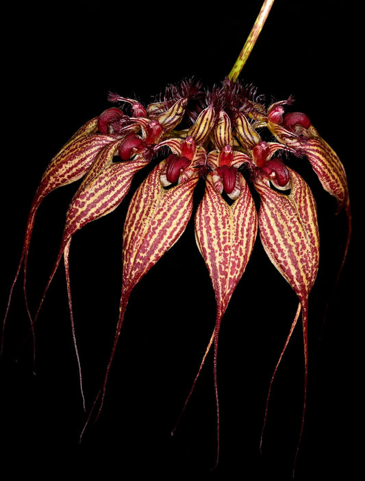 Bulbophyllum rothschildianum