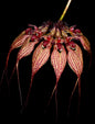 Bulbophyllum rothschildianum