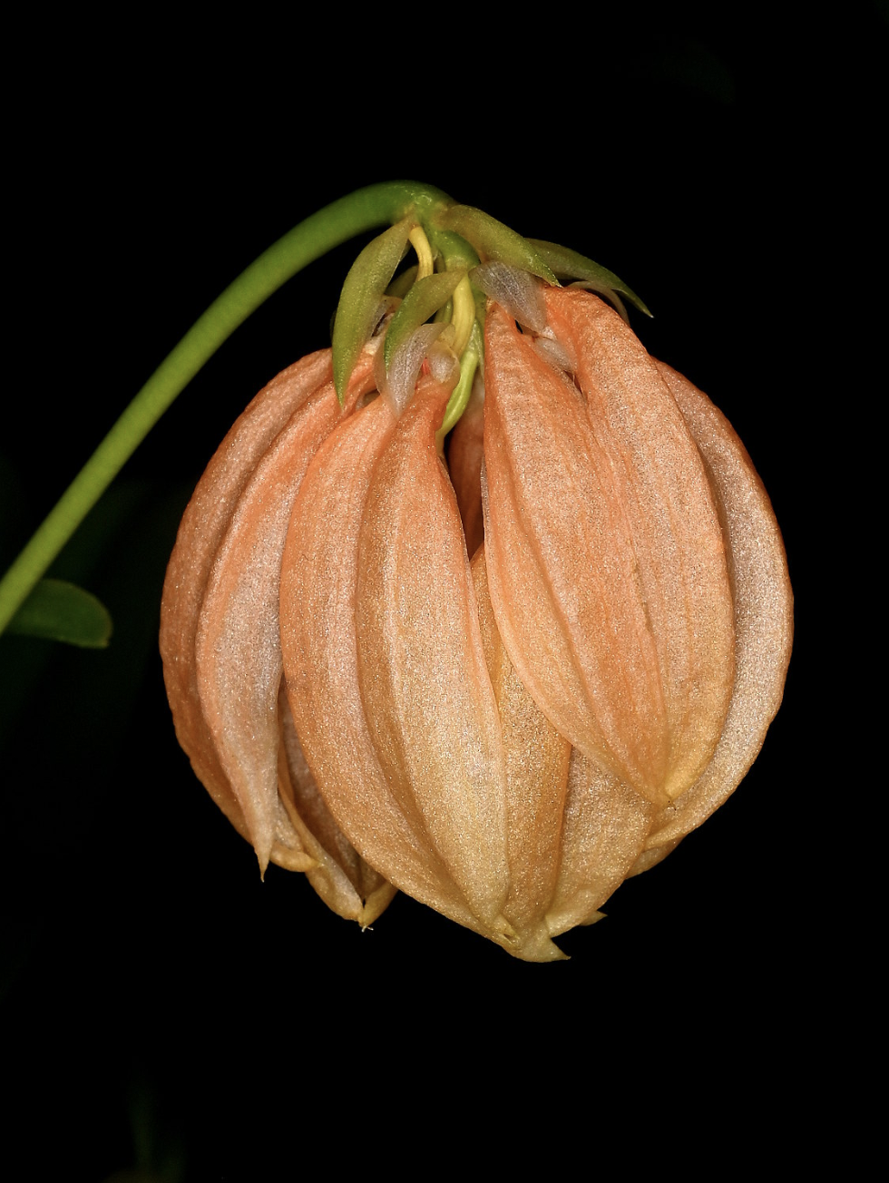 Bulbophyllum salmoneum