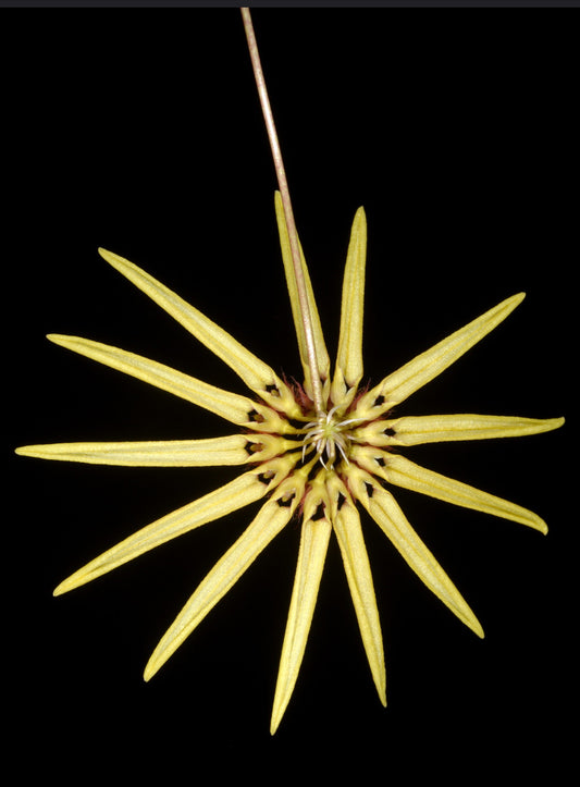 Bulbophyllum serratotruncatum