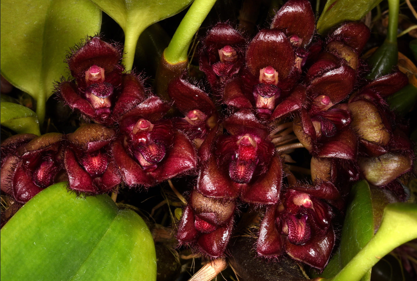 Bulbophyllum sigaldiae